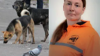 Спокойно отходить от стаи: кинолог рассказала, как избежать нападения бездомных собак