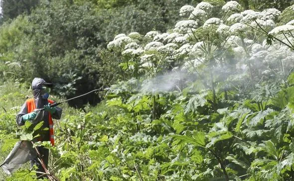 Борщевик на даче и в огороде может буквально разорить владельца участка