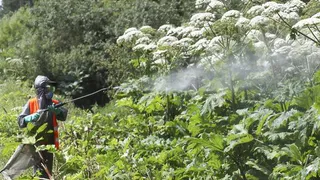 Борщевик на даче и в огороде может буквально разорить владельца участка