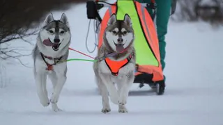 Хаски в городе: собак готовили к спортивной карьере, а теперь они катают нижнекамцев