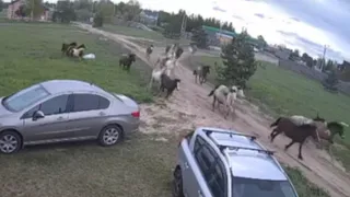 Очевидцы засняли табун сбежавших лошадей в посёлке под Рязанью