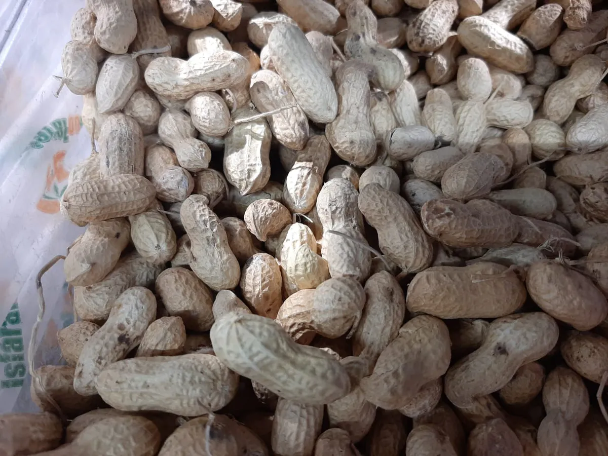 Польза и вред арахиса