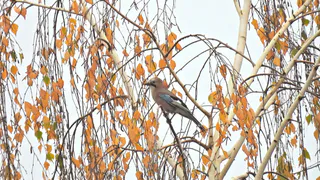 В Рязанской области заметили соек