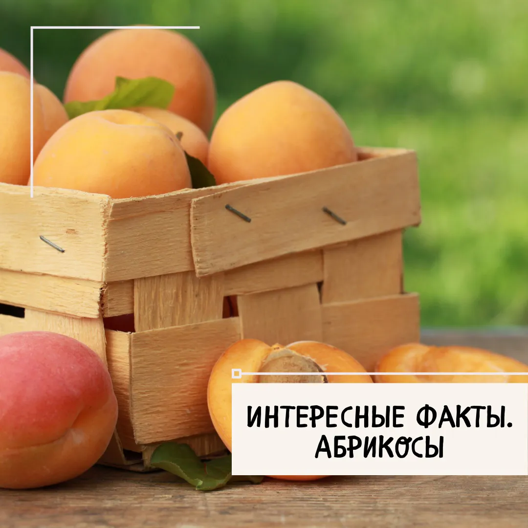 Армянское яблоко, или чем полезен абрикос?
