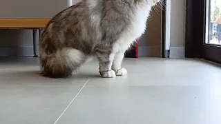 Кофе и котики: банки добавляют уюта своим офисам