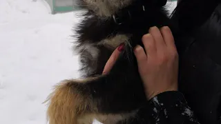 Дай лапку: Чара, Тима и Дейзи в поисках хозяев