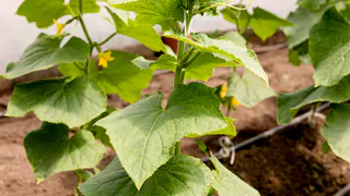 Лью 1 стакан под огурцы - они прут как бешеные, даже хилые растения обильно плодоносят: лучшие подкормки для огурцов