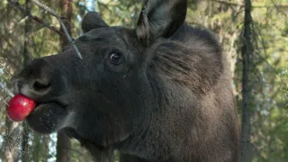 В Коми перед новогодними праздниками началась акция "Вкусняшки для лосяшки"
