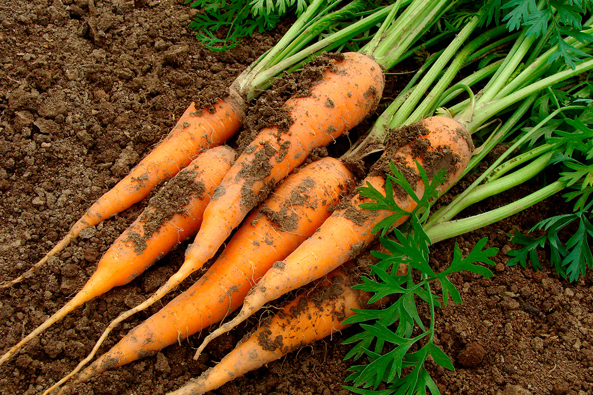 Выбрасывал тонны моркови по весне 7 лет подряд. Старый агроном открыл мне 3 секрета, теперь корнеплоды как свежие
