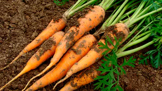 Выбрасывал тонны моркови по весне 7 лет подряд. Старый агроном открыл мне 3 секрета, теперь корнеплоды как свежие