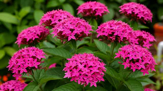 Никак не могу налюбоваться: настоящее украшение сада — экзотический и неприхотливый пентас