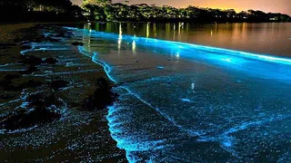 Удивительные факты природы