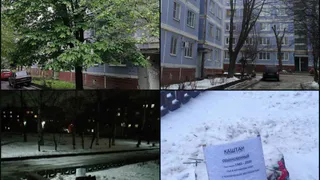 Каштан жалко: в рязанском дворе срубили 35-летнее дерево