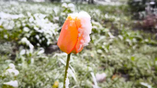 Важное предупреждение: ожидаются заморозки в Татарстане