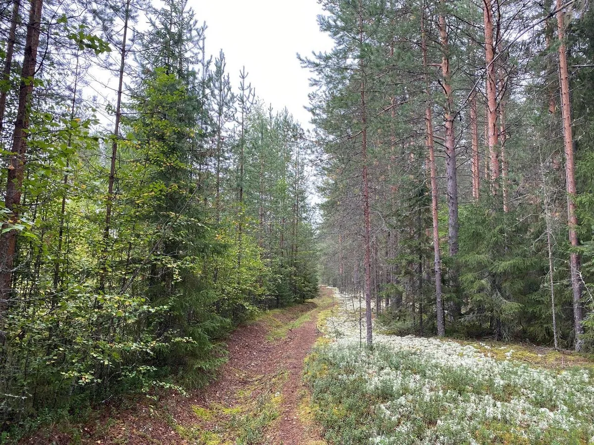 Об этом вкусном и очень полезном грибе знают лишь немногие: опытные грибники набирают целые ведра таких