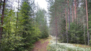 Об этом вкусном и очень полезном грибе знают лишь немногие: опытные грибники набирают целые ведра таких