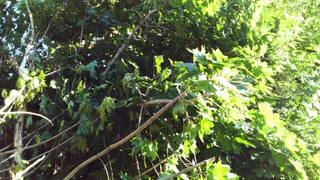 Странная логика: дирекция благоустройства Рязани пилит здоровые деревья, но оставляет сухие