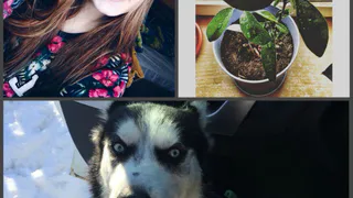Инстаграм рязанцев: селфи, растение из косточки апельсина и сибирский хаски