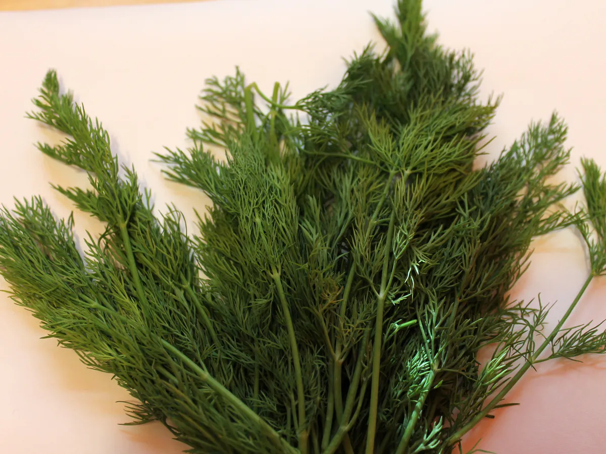 Как вырастить укроп в июне и собрать урожай за три дня: бабушкин метод