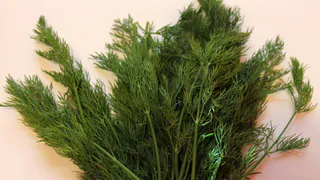 Как вырастить укроп в июне и собрать урожай за три дня: бабушкин метод