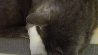 В Рыбновском районе неизвестный выстрелил в кота