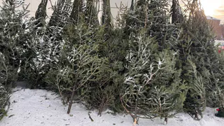 Полиция Магнитогорска изъяла 230 хвойных деревьев в ходе операции «Ель»