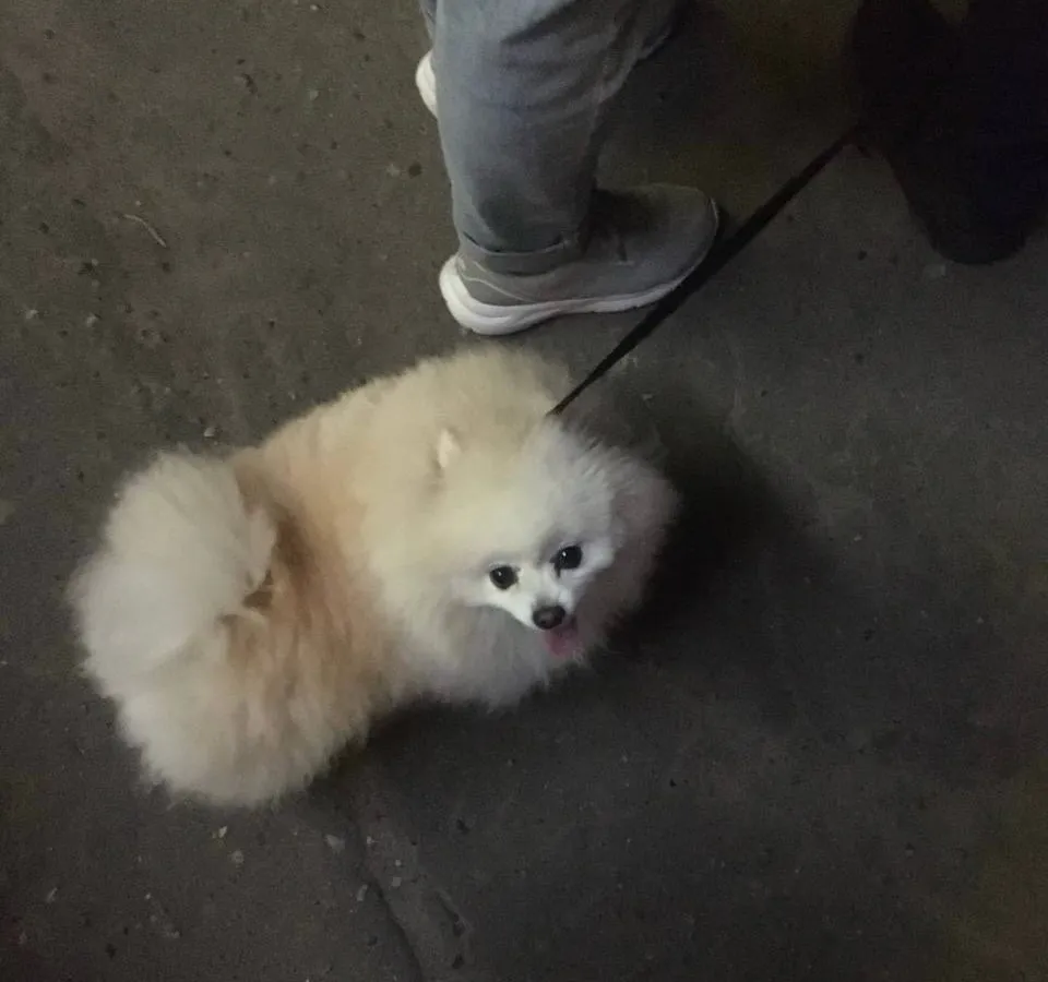 В Челябинской области с 2026 года все владельцы собак должны обязательно чипировать своего питомца