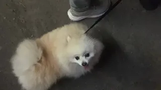 В Челябинской области с 2026 года все владельцы собак должны обязательно чипировать своего питомца 