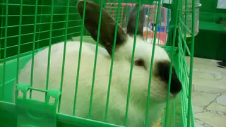 Нижнекамцев приглашают на выставку