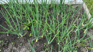 И ни одной луковой мухи: 1 метод от старика Ильича спасает грядки и урожай лука в июне