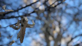 На выходных в Рязани ожидается мороз и облачность, но снега ждать не стоит