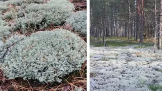 В заказнике под Камешковом обнаружили следы незаконной заготовки мха ягеля