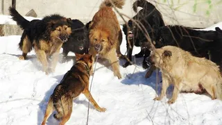 Брянские чиновники заплатят девочке за нападение собак