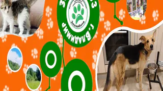 Ласковые кошки Жаклин и Флоранс из приюта «Зоозабота» ищут любовь и постоянство