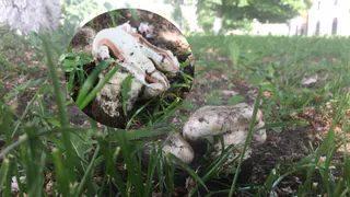 Фото читателя: в центре Рязани выросли шампиньоны!