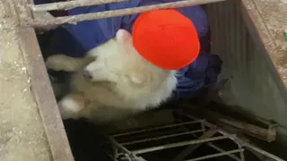 Во Владимире спасатели вытащили испуганного самоеда из смотровой ямы