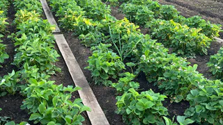 Сорняки усохнут все разом: разведите стакан на ведро и полейте вечером - не узнаете свой огород