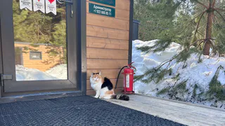 Выходные в Казани: где бесплатно привить кошек и собак от бешенства