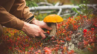 В Коми предприниматель запретил собирать жителям грибы