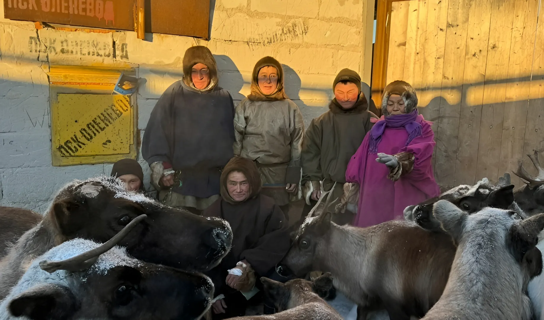 Оленеводы Коми приступили к традиционному учету поголовья и заготовке мяса