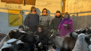 Оленеводы Коми приступили к традиционному учету поголовья и заготовке мяса