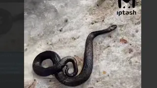 В Татарстане заметили первую в этом сезоне змею