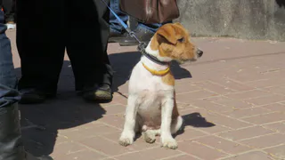 Житель Рязани продал омичке несуществующего щенка