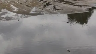 Власти Челябинской области готовятся к угрозе наводнений в четырех муниципалитетах региона