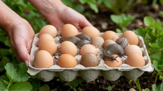 Не выбрасываю лотки от яиц: кладу на грядку вечером — утром собираю слизней горстями 