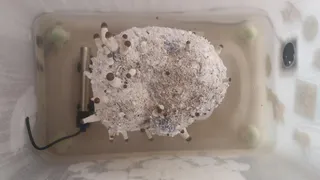 Грозит "хороший" срок: рязанец выращивал в подвале дома коноплю и галлюциногенные грибы