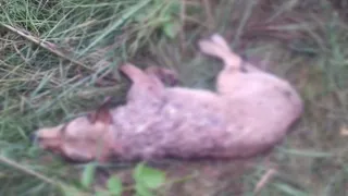 Под Рязанью догхантер пристрелил собаку с щенками: убийцу нашли