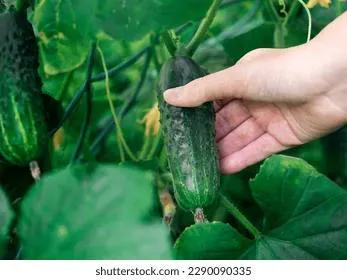 Приметы и запреты на 22 июля: причем тут огурцы?