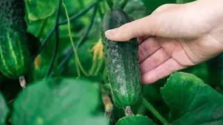 Приметы и запреты на 22 июля: причем тут огурцы?