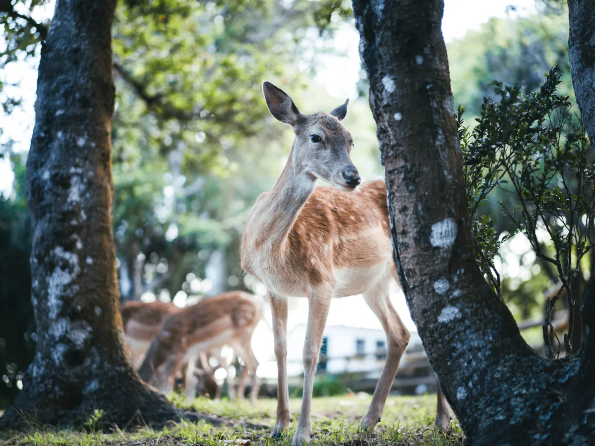 Стадо оленей заметили на улицах Пензенской области
